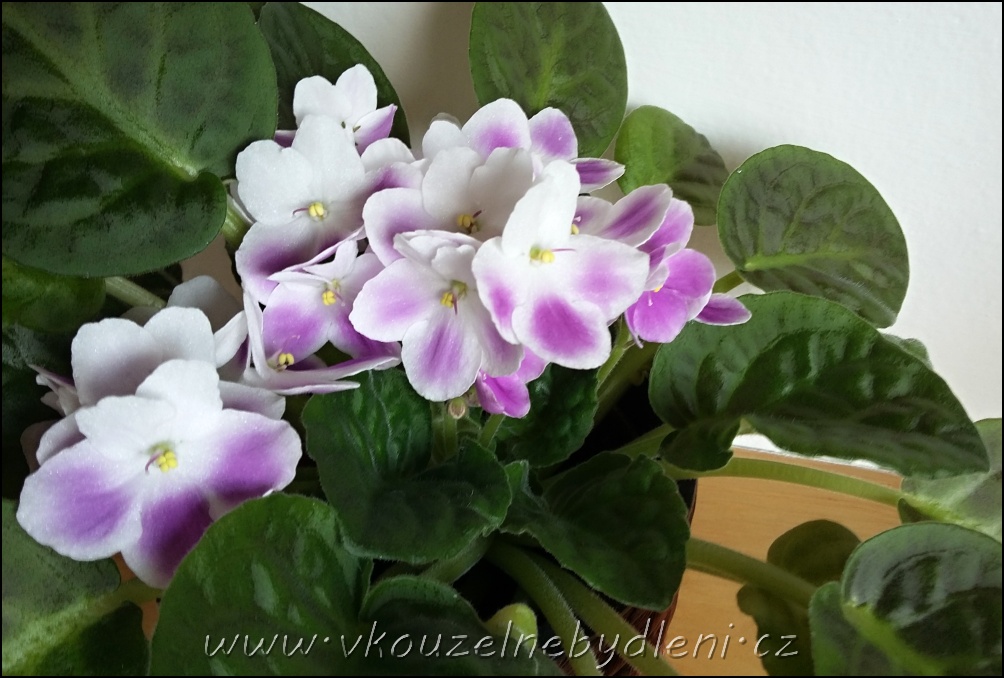 fialovo-bílé květy Africké fialky