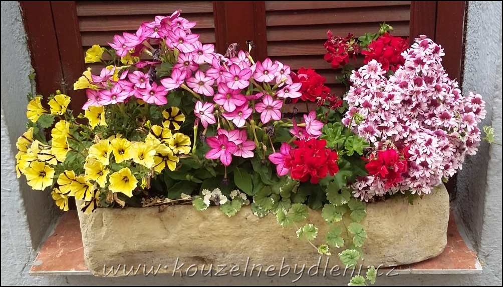 Žluté, růžové a červené balkonové květiny - výživa a hnojení