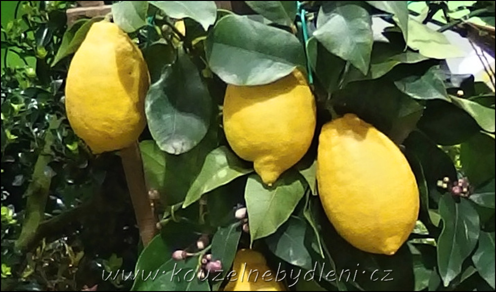 zralé žluté citrony