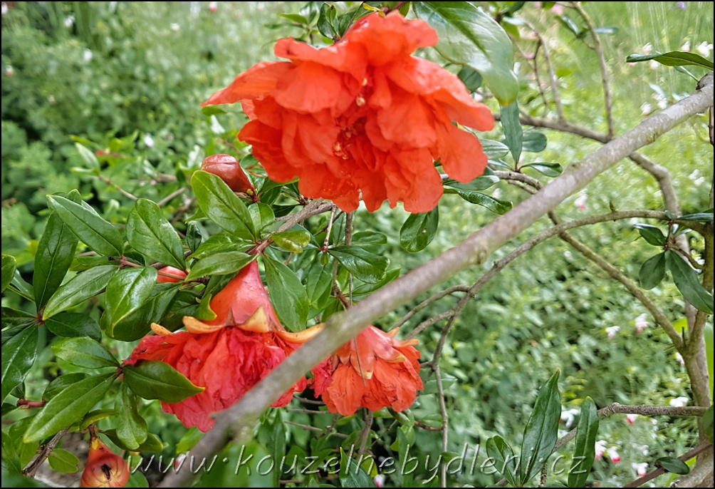 červeně kvetoucí Granátovník v květináči