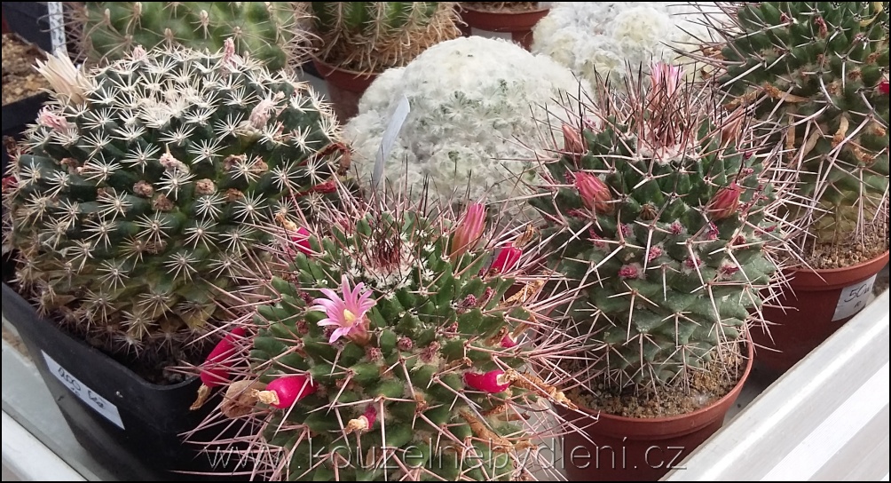 kvetoucí kaktus 