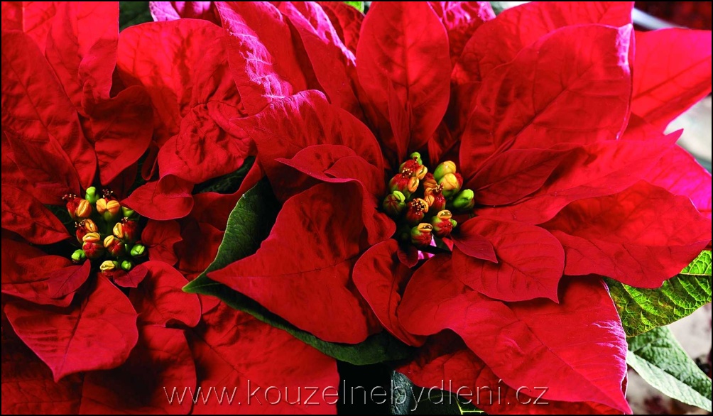 Červené listeny se žlutými kvítky - v zimě kvetoucí pokojová rostlina Poinsettie – Vánoční hvězda